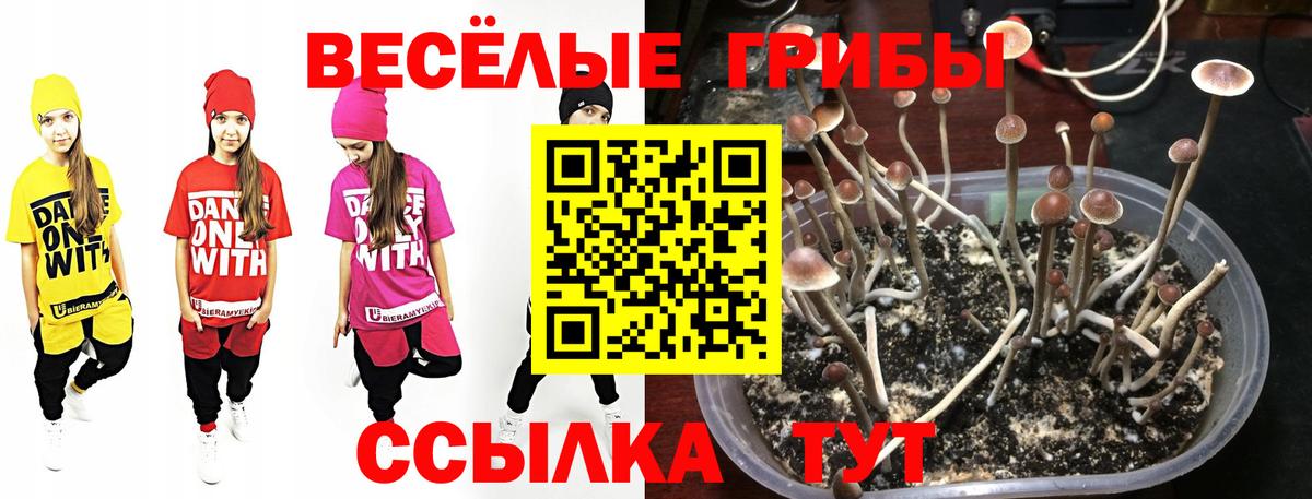Карачаевск  Галлюциногенные грибы MAGIC MUSHROOMS  Вход с VPN 